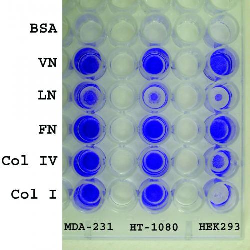CytoSelect™ 48-well Cell Adhesion Assay.
