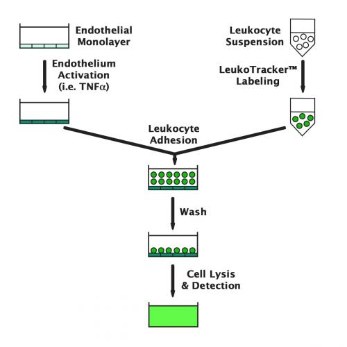 CBA 210 Assay Scheme