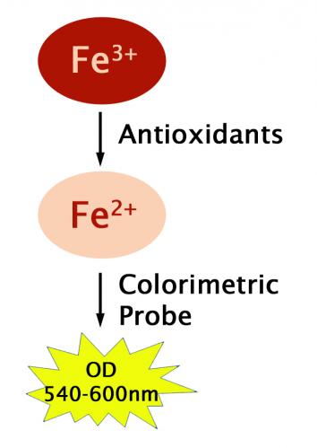 Assay Principle for the OxiSelect™ Ferri