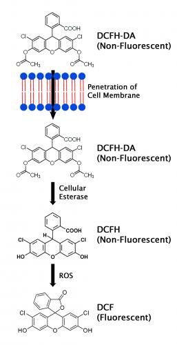 Assay Principle for the OxiSelect™ Intra