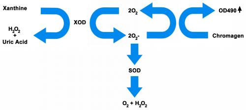 Assay Principle for the OxiSelect™ Super