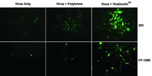 Transduction of 293AD and HT-1080 Cells.