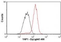 Flow Cytometry - YAP1 antibody; Overlay