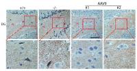 Figure from citation: Immunohistochemist
