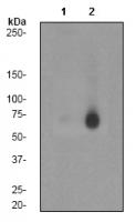 Western blot - YAP1 (phospho S127) antib