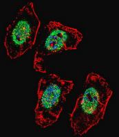 IF image of Hela cell stained with HBO1/