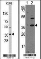 Western blot analysis of anti-NANOG Anti