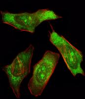IF image of Hela cell stained with SHP2
