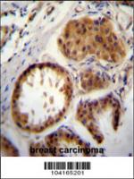 E2EPF Antibody (C-term) (Cat. #TA302236)