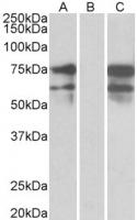 HEK293 lysate (10ug protein in RIPA buff