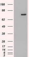 HEK293T cells were transfected with the