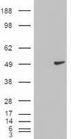 HEK293T cells were transfected with the