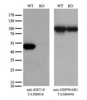 Equivalent amounts of cell lysates (10 u