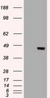 HEK293T cells were transfected with the