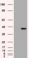 HEK293T cells were transfected with the
