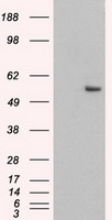 HEK293T cells were transfected with the