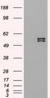 HEK293T cells were transfected with the
