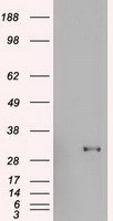 HEK293T cells were transfected with the