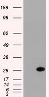 HEK293T cells were transfected with the