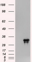 HEK293T cells were transfected with the