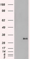 HEK293T cells were transfected with the