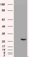 HEK293T cells were transfected with the