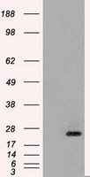 HEK293T cells were transfected with the