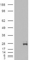 HEK293T cells were transfected with the