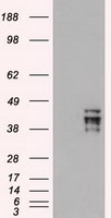 HEK293T cells were transfected with the