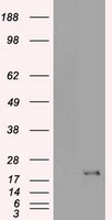 HEK293T cells were transfected with the