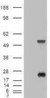 HEK293T cells were transfected with the