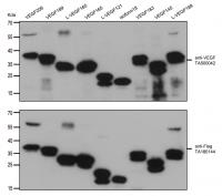 HEK293T cells were transfected with the