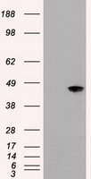 HEK293T cells were transfected with the
