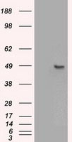 HEK293T cells were transfected with the