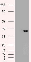 HEK293T cells were transfected with the