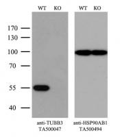 Equivalent amounts of cell lysates (10 u