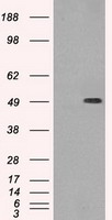 HEK293T cells were transfected with the