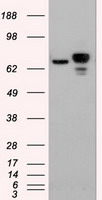 HEK293T cells were transfected with the