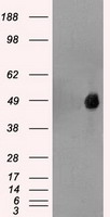 HEK293T cells were transfected with the