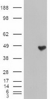 HEK293T cells were transfected with the