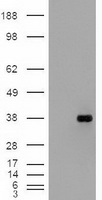 HEK293T cells were transfected with the