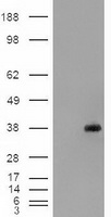 HEK293T cells were transfected with the