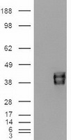 HEK293T cells were transfected with the