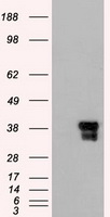 HEK293T cells were transfected with the