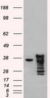 HEK293T cells were transfected with the