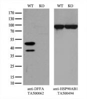 Equivalent amounts of cell lysates (10 u