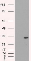 HEK293T cells were transfected with the