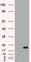 HEK293T cells were transfected with the