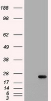HEK293T cells were transfected with the