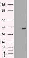 HEK293T cells were transfected with the